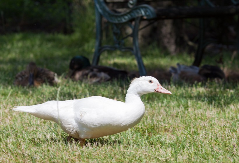 Ente im Garten